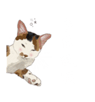 布団の中から出たくないの猫（個別スタンプ：20）