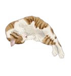 布団の中から出たくないの猫（個別スタンプ：27）