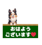 看板犬ふくの友達シェルティのアトムくん。（個別スタンプ：11）