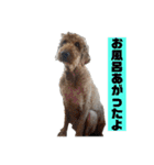 H沼家のワン坊ニャン坊②（個別スタンプ：19）