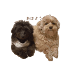 とんかつ犬ココ1（個別スタンプ：2）