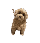 とんかつ犬ココ1（個別スタンプ：5）