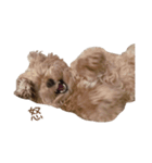 とんかつ犬ココ1（個別スタンプ：8）