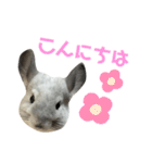 かくがりら（個別スタンプ：2）