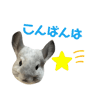 かくがりら（個別スタンプ：3）