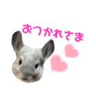 かくがりら（個別スタンプ：5）
