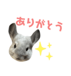かくがりら（個別スタンプ：6）