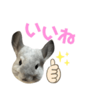 かくがりら（個別スタンプ：8）
