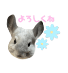 かくがりら（個別スタンプ：9）
