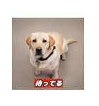 犬の図鑑スタンプ（個別スタンプ：13）