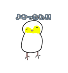 成鳥になりかけの白うずらのブンちゃん（個別スタンプ：4）