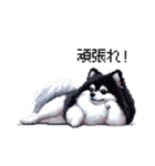 ドット絵 ポメラニアン 白黒 日常会話 40種（個別スタンプ：17）