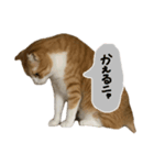 みちくんstamp（個別スタンプ：3）
