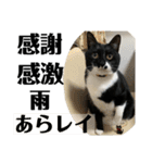 らりるレイレイ ①（個別スタンプ：1）