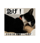 らりるレイレイ ①（個別スタンプ：12）
