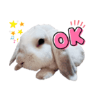 真珠色ロップイヤーうさぎ『パール』（個別スタンプ：1）