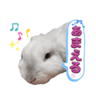 真珠色ロップイヤーうさぎ『パール』（個別スタンプ：4）