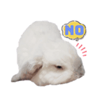 真珠色ロップイヤーうさぎ『パール』（個別スタンプ：8）