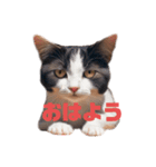 ねこちゃんわーるど（個別スタンプ：3）