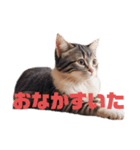 ねこちゃんわーるど（個別スタンプ：12）