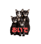 ねこちゃんわーるど（個別スタンプ：16）