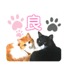 猫達の日常・のりこむぎ3（個別スタンプ：5）