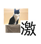 猫達の日常・のりこむぎ3（個別スタンプ：16）