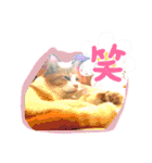 猫達の日常・のりこむぎ3（個別スタンプ：19）