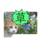 猫達の日常・のりこむぎ3（個別スタンプ：39）