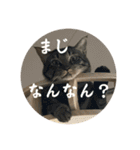 ふぉるなめスタンプ4（個別スタンプ：13）