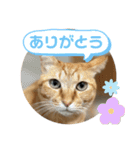 ふぉるなめスタンプ4（個別スタンプ：30）