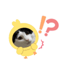 K社長とニャンズ（個別スタンプ：4）