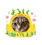 K社長とニャンズ（個別スタンプ：5）