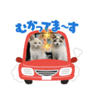 K社長とニャンズ（個別スタンプ：10）