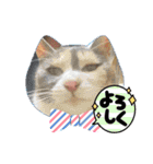 K社長とニャンズ（個別スタンプ：11）