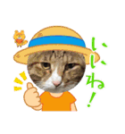 K社長とニャンズ（個別スタンプ：17）