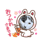 K社長とニャンズ（個別スタンプ：20）