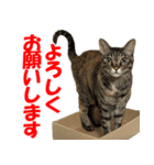 ねこのあんこちゃん毎日使えるスタンプ（個別スタンプ：22）