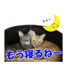 ねこのあんこちゃん毎日使えるスタンプ（個別スタンプ：39）