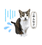20歳ご長寿猫《ラブちゃん》丁寧なスタンプ（個別スタンプ：2）