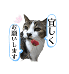20歳ご長寿猫《ラブちゃん》丁寧なスタンプ（個別スタンプ：3）