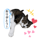 20歳ご長寿猫《ラブちゃん》丁寧なスタンプ（個別スタンプ：5）