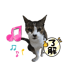 20歳ご長寿猫《ラブちゃん》丁寧なスタンプ（個別スタンプ：7）