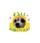 my dog ​​byeol☆（個別スタンプ：2）