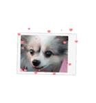 my dog ​​byeol☆（個別スタンプ：7）