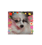 my dog ​​byeol☆（個別スタンプ：8）