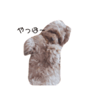 とんかつ犬ココ！！（個別スタンプ：1）