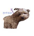 とんかつ犬ココ！！（個別スタンプ：2）