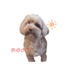 とんかつ犬ココ！！（個別スタンプ：4）