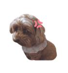 とんかつ犬ココ！！（個別スタンプ：6）